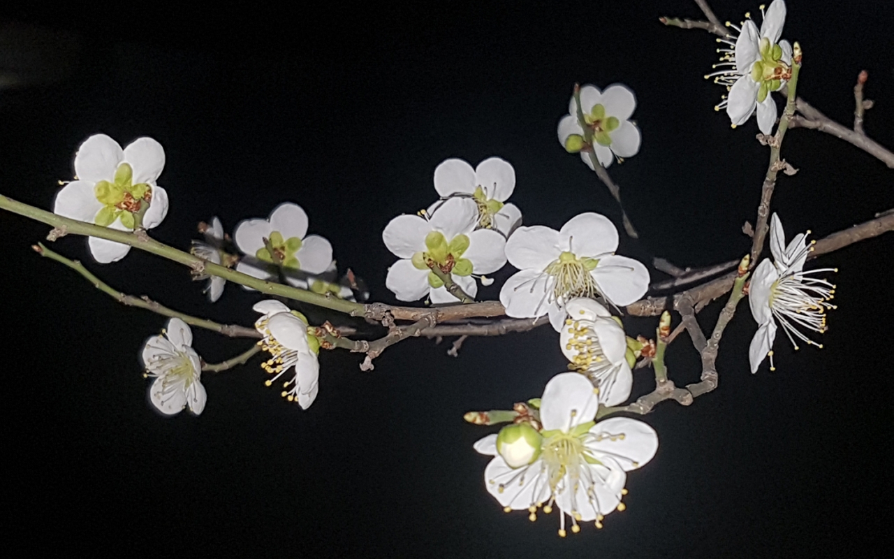 올공의 구석구석에서 예쁜 꽃을 피우는 매화나무의 꽃