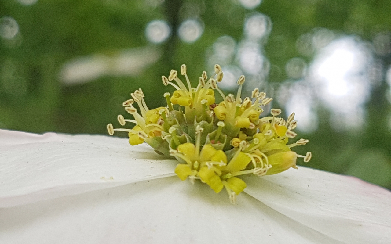 십자형 포엽의 중심에서 꽃을 피운 ’산딸나무’의 진짜 꽃