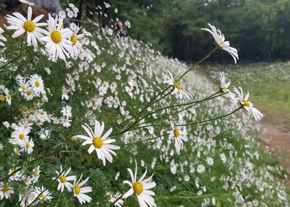 온통 하얀 물결이 일렁대는 ‘구절초’ 꽃밭