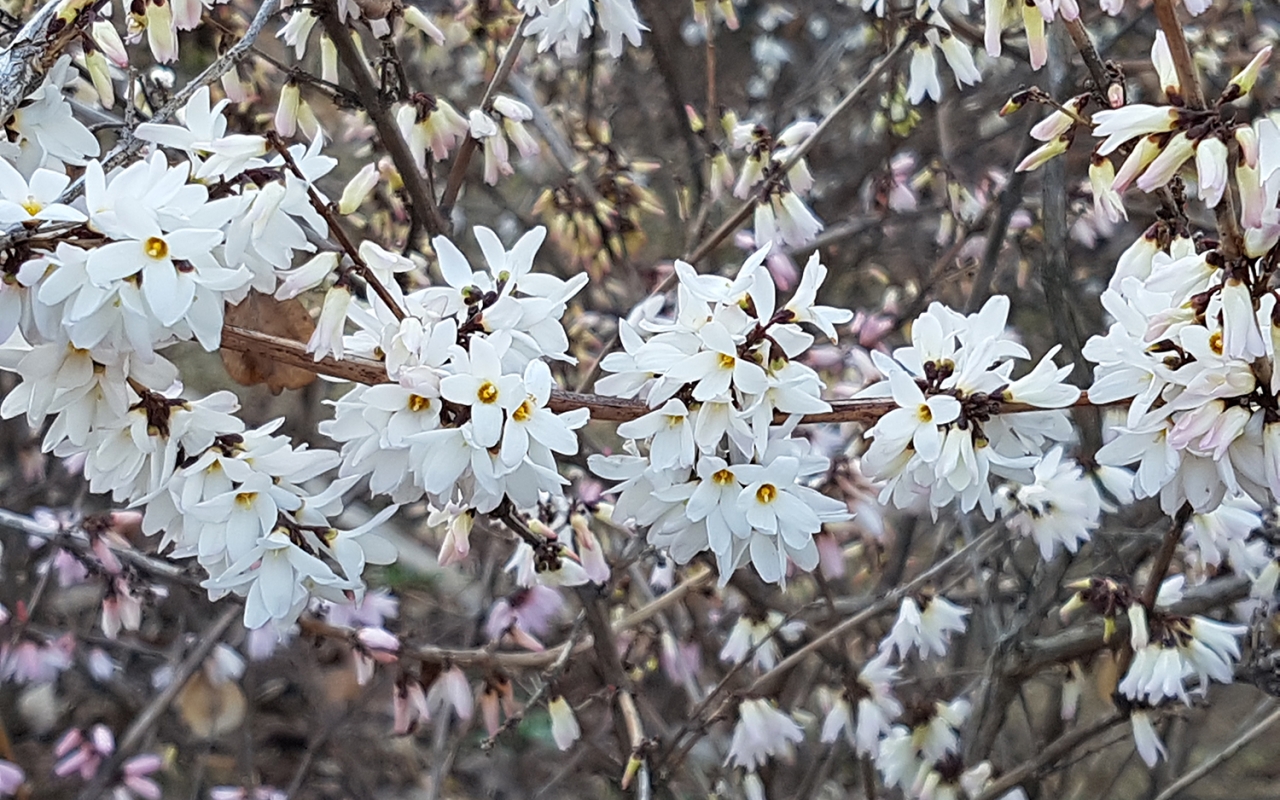 올공 사계절 꽃밭에 핀 미선나무의 꽃