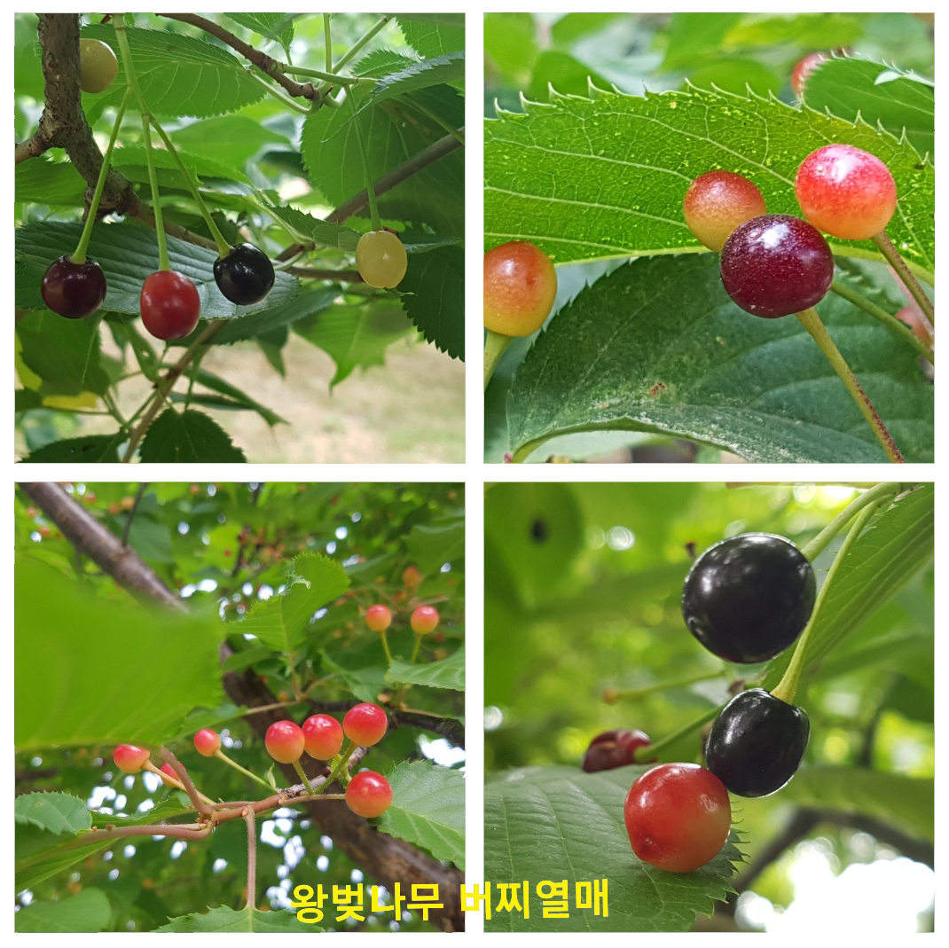 갖가지 색으로 익어가는 ‘왕벚나무’의 버찌 열매