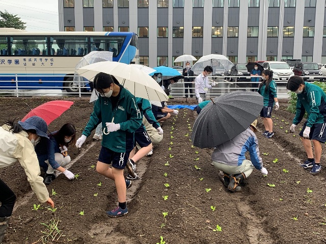지난 9월1일 일본 센다이에 있는 명성고등학교에서 ‘배추 모종 심기 행사’가 열렸다.[사진제공=주센다이한국총영사관]