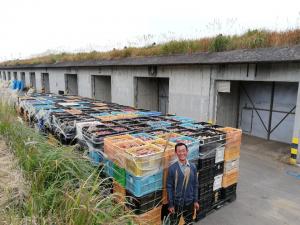 고구마의 고향 일본 가고시마를 가다